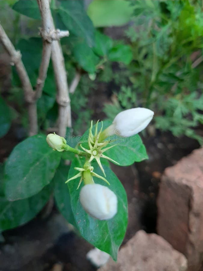 Jasmine Flower Buds in Front of the Room Stock Image Image of jasmine