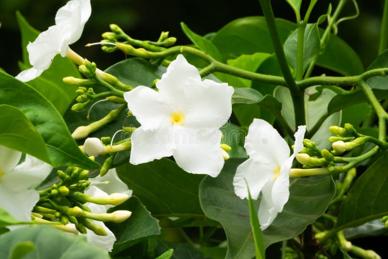 Jasmine Flower stock photo. Image of close, plant, outdoors 152530276