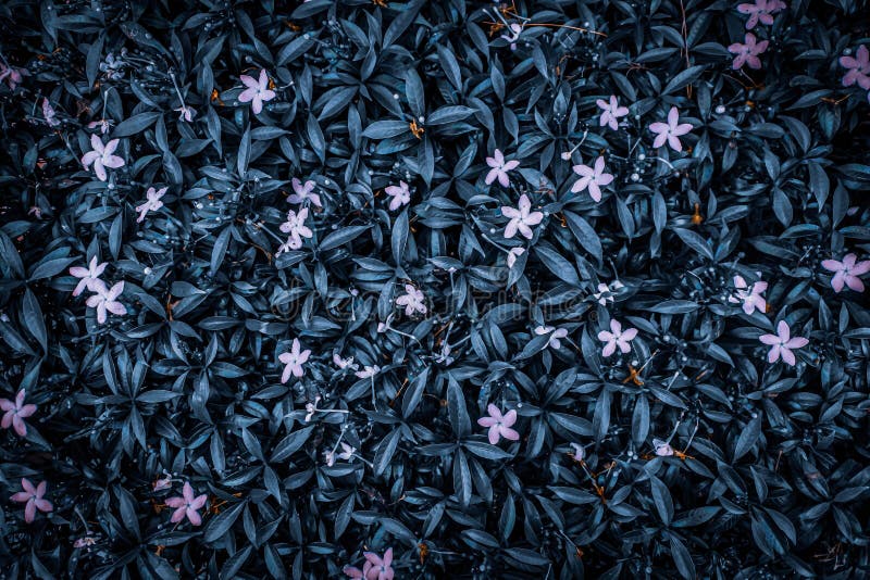 Jasmine Flower Photos Download The BEST Free Jasmine Flower Stock Photos HD Images