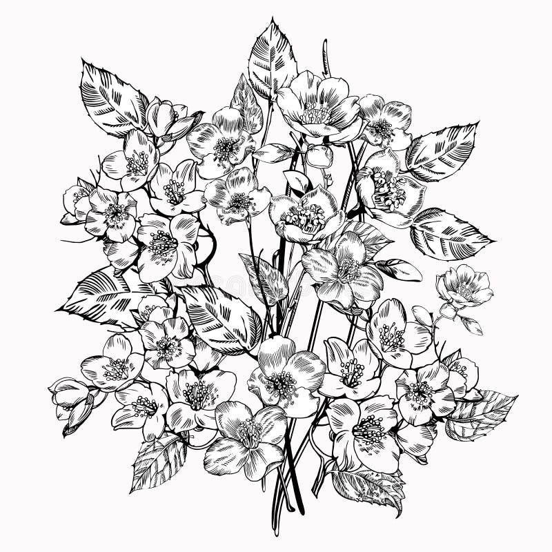 Jasmine Flower Eleganta blommor för tappning Svartvit vektorillustration bostonian royaltyfri illustrationer Jasmine Flower Eleganta blommor för tappning Svartvit vektorillustration bostonian royaltyfri illustrationer