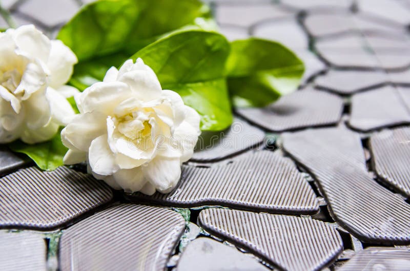 Fabric arabian jasmine stock image. Image of botany, bush 33656913