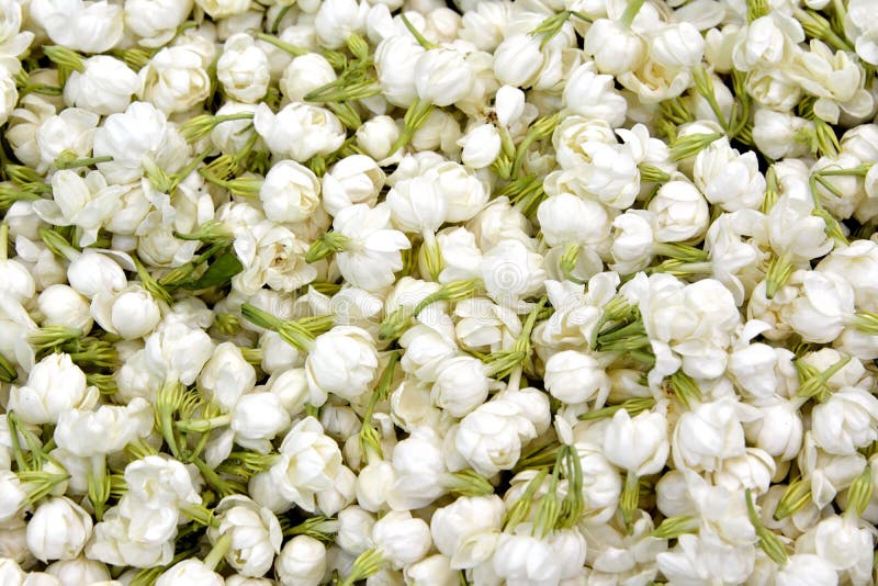 Jasmine Flower