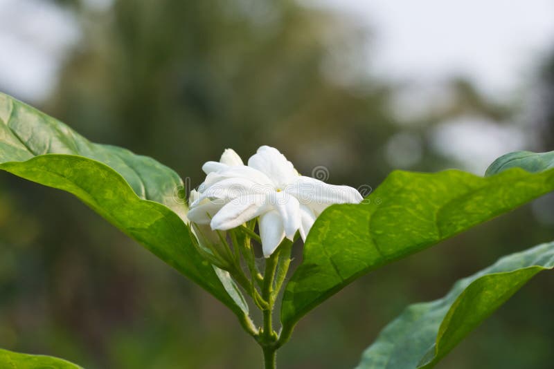 Jasmine flower stock image. Image of flower, jasmine 38665003