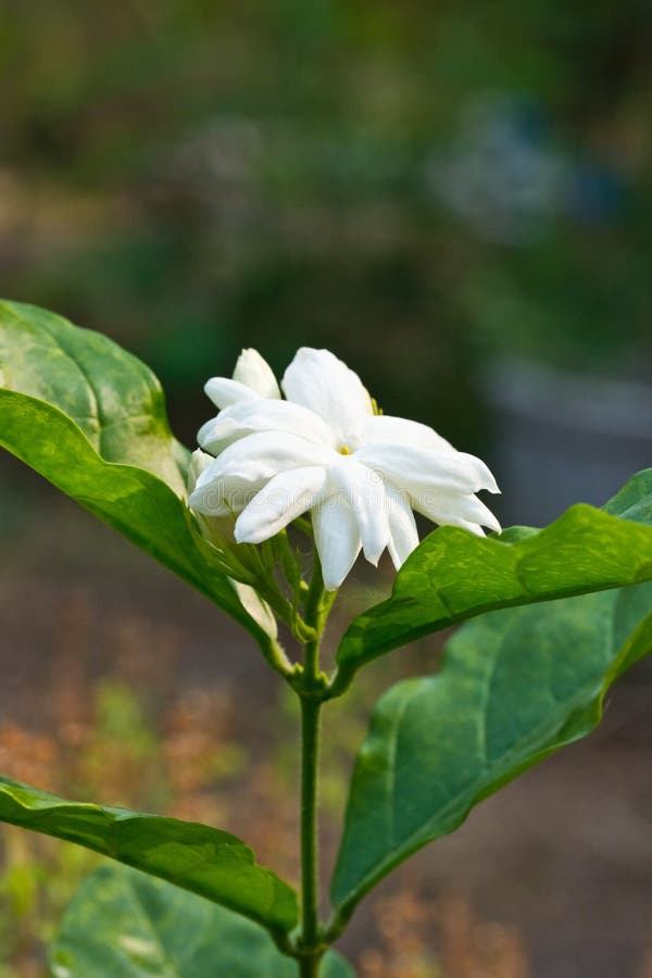 Jasmine flower growing stock image. Image of flower, gentle 38665149