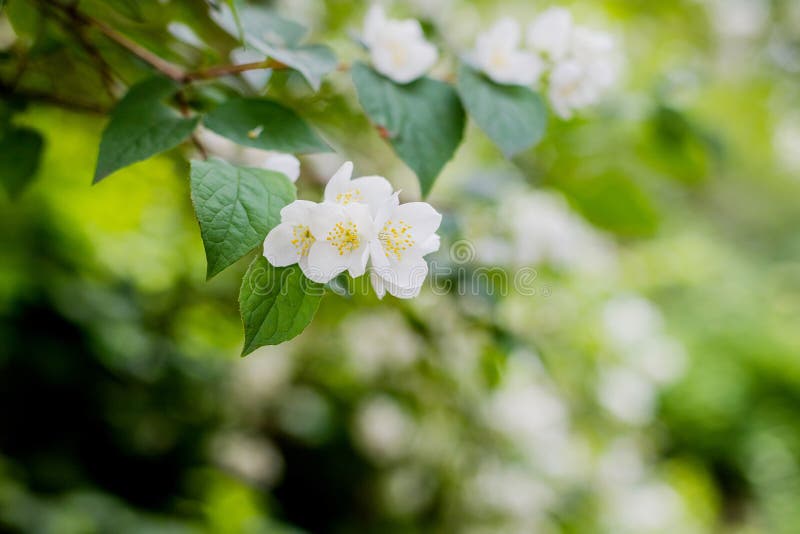 Jasmine Flower Growing on the Bush in Garden with Sun Rays and Bokeh