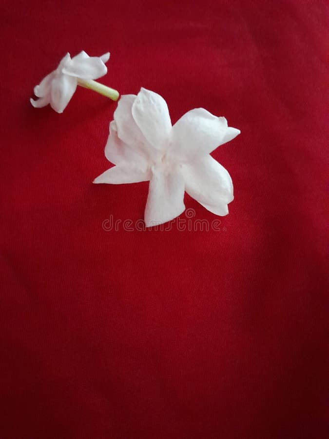 Jasmine Flower is a Flower that Grows in Tropical Countries Stock Photo