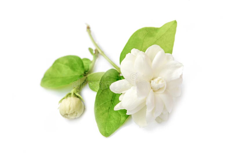Jasmine Flower Isolated on White Background Stock Image Image of