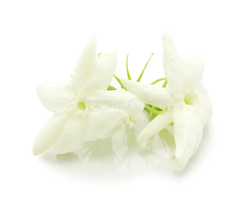 13,133 Jasmine Flower Decoration Stock Photos Free & RoyaltyFree