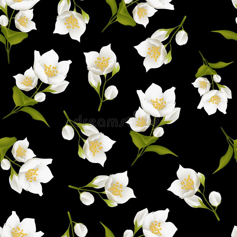 Jasmine Flower Seamless Pattern Black Background Stock Illustration
