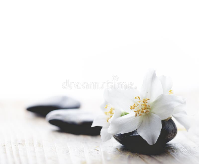 Jasmine flower on spa stones