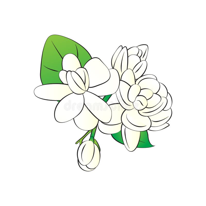 Jasmine flower stock illustration. Illustration of mother - 71066538