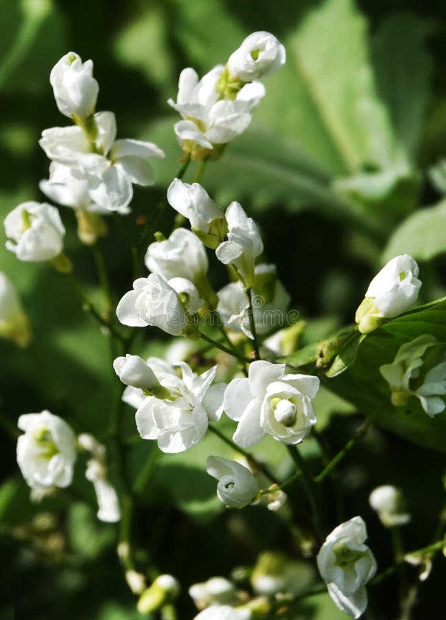 Jasmine flower stock image. Image of business, pollination 250907957
