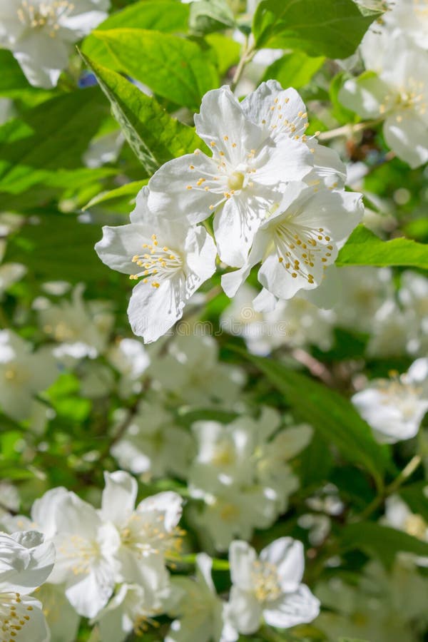 Jasmine flowering in June stock photo. Image of botany 140792018