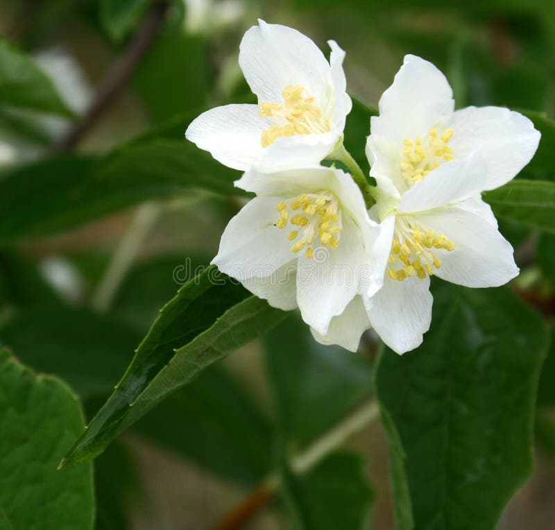Jasmine flowers stock photo. Image of elegance, beauty 5431994