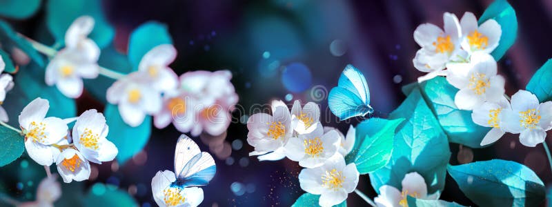 Jasmine flowers and butterflies in spring summer magical garden. Banner format. royalty free stock photo