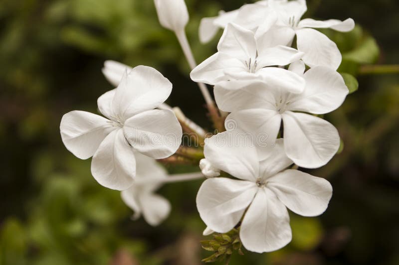 White Jasmine flowers close up Stock Photo by ©calvste 12013838