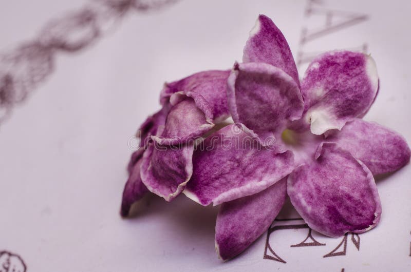 Jasmine Flowers roxo foto de stock. Imagem de jasmim - 54913782