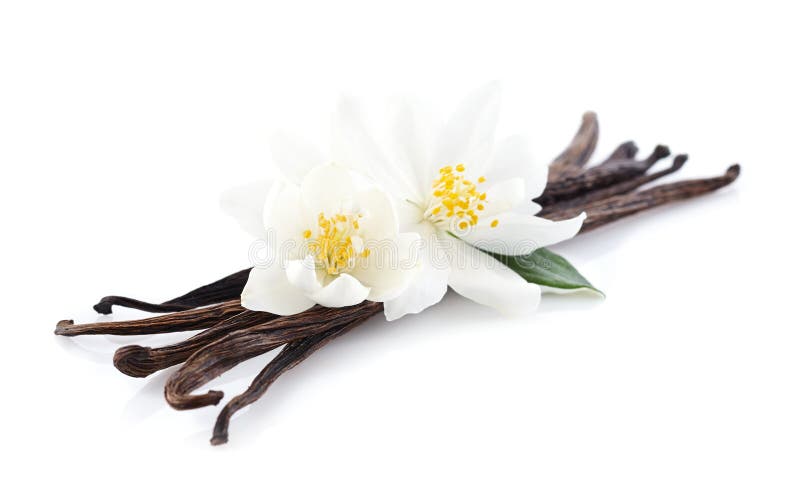 Jasmine flowers with vanilla royalty free stock image Jasmine flowers with vanilla royalty free stock image