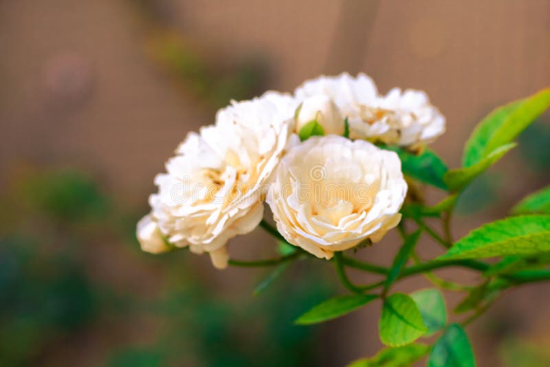 Jasmine Isolate in Spring Summer after Raining in the Morning, T Stock ...