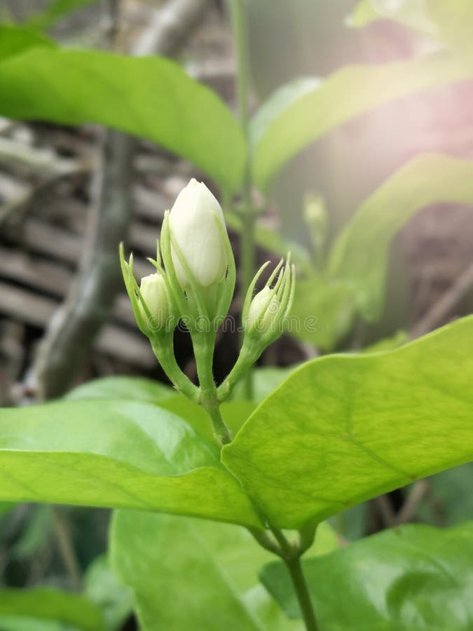 Jasmine Flower Bud Stock Photos Download 5,860 Royalty Free Photos