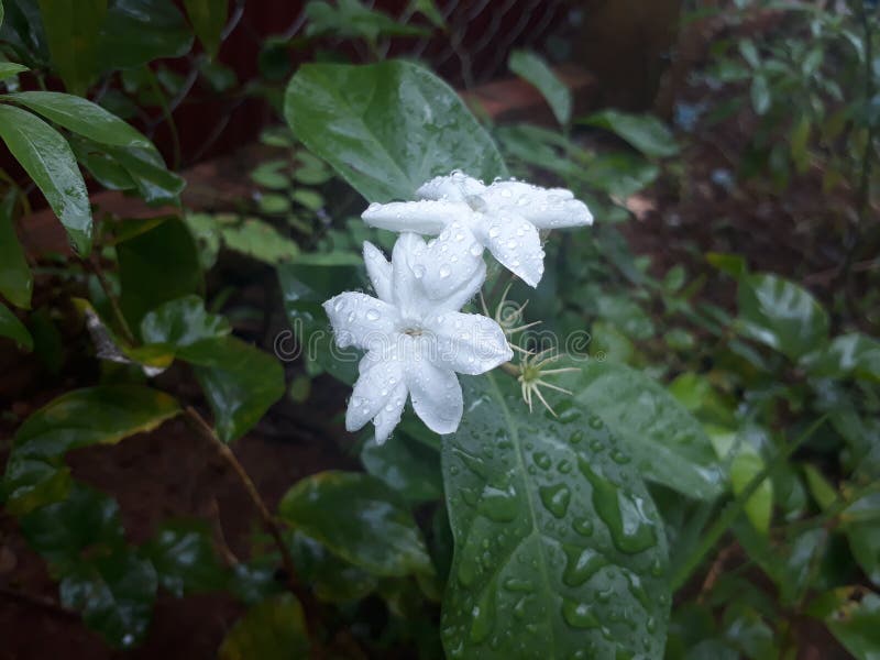 Jasmine stock photo. Image of cambodia, jasmine, kind 99473536