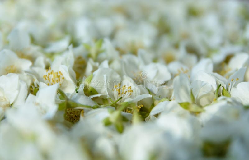 Jasmine Petals.Shallow Depth of Field. Background Stock Image Image