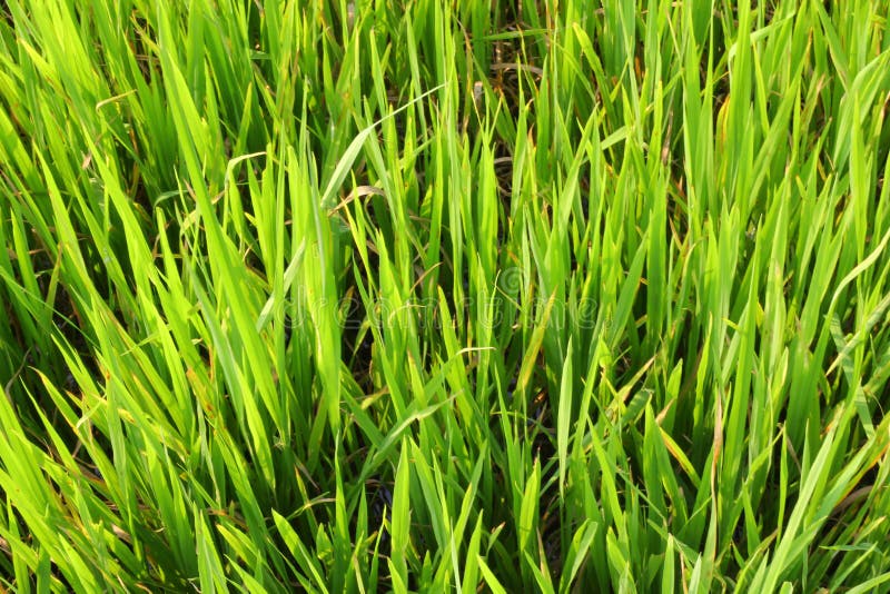 Jasmine rice stock photo. Image of agriculture, white 49666342