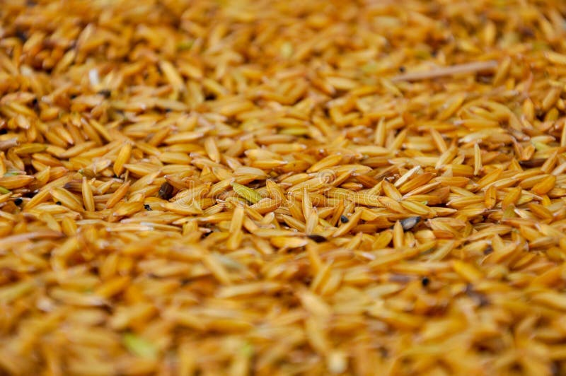 Jasmine rice grain