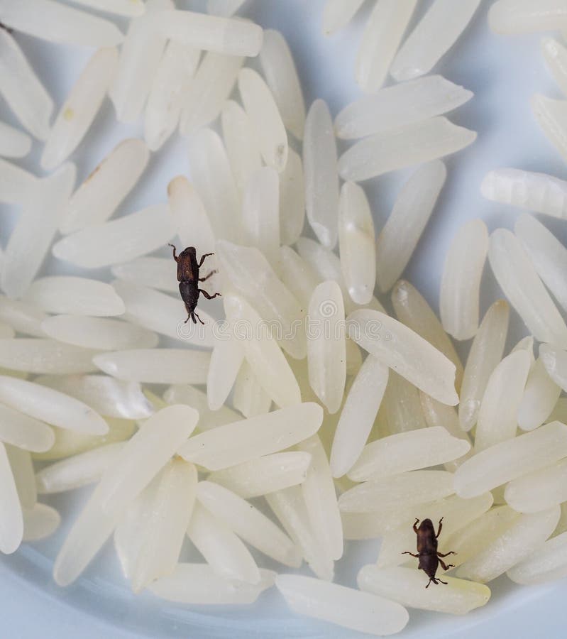 Jasmine Rice Grains Close Up with Rice Weevil Pest or Sitophilus Oryzae