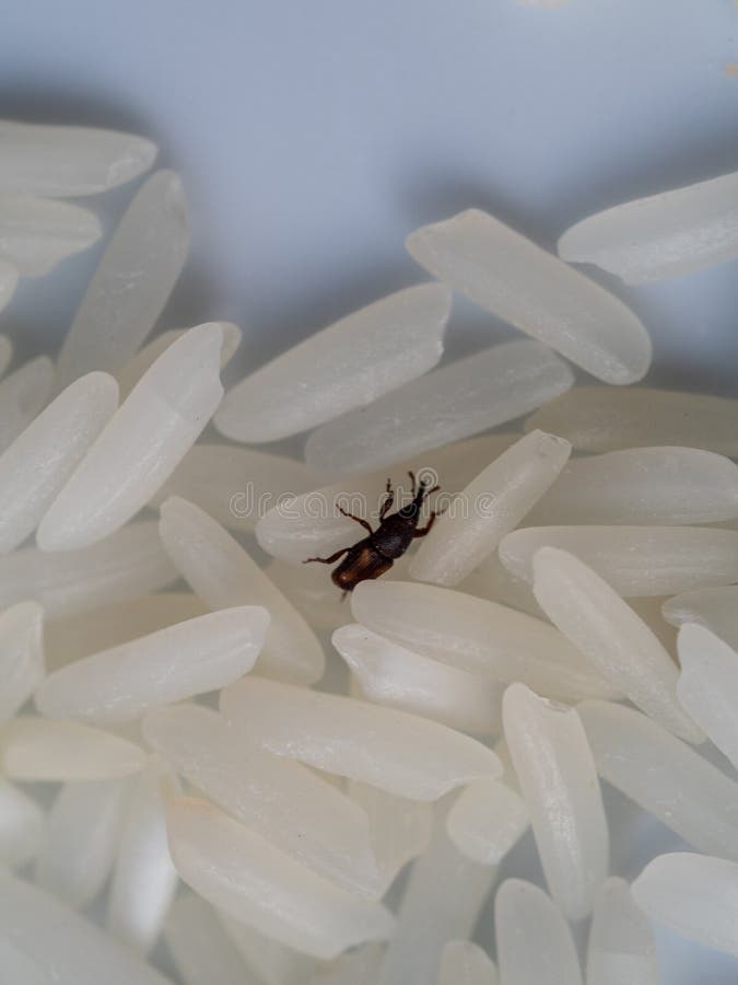 Jasmine Rice Grains Close Up with Rice Weevil Pest or Sitophilus Oryzae
