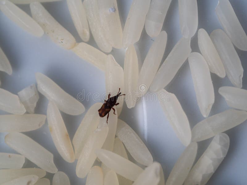 Jasmine Rice Grains Close Up with Rice Weevil Pest or Sitophilus Oryzae