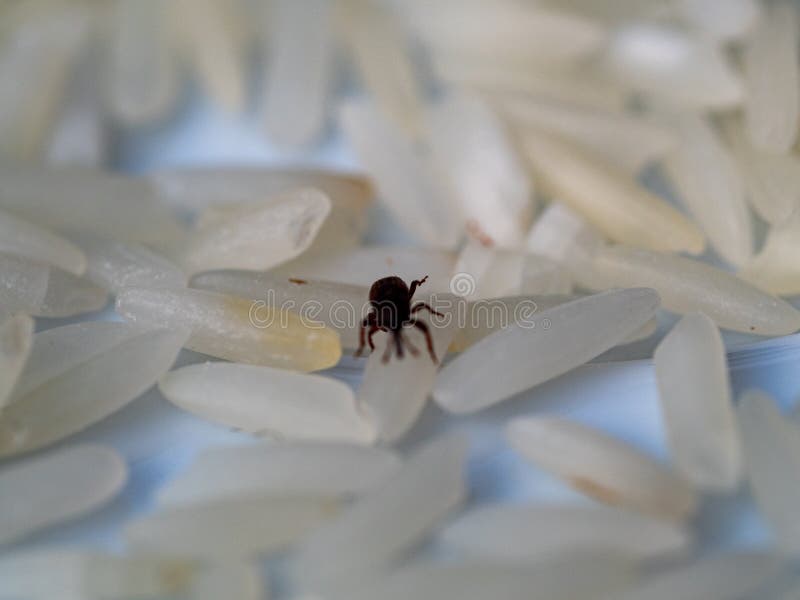 Jasmine Rice Grains Close Up with Rice Weevil Pest or Sitophilus Oryzae