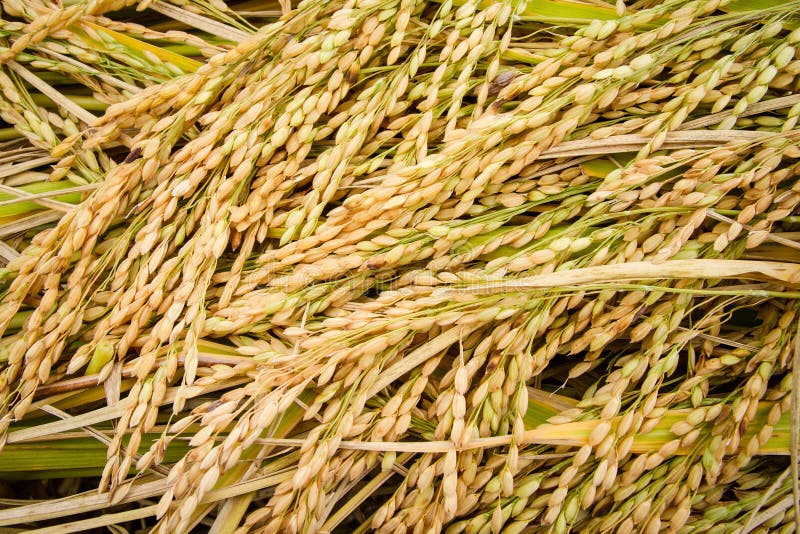 Jasmine Rice Seed Yellow Gold for Food Stock Image Image of rice