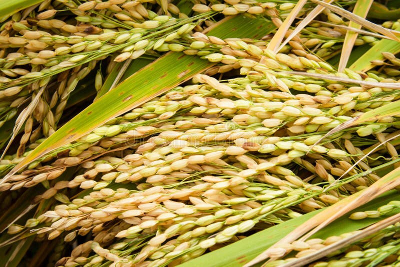 Jasmine Rice Seed Yellow Gold for Food Stock Photo Image of crop