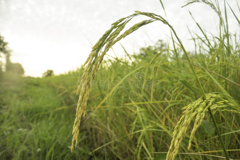 Jasmine rice stock photo. Image of food, growing, closeup 168409700