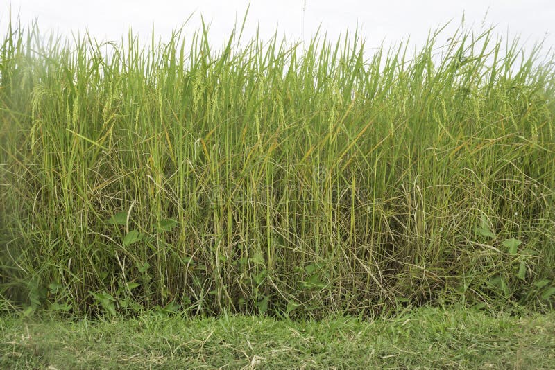 Jasmine Rice stock image. Image of green, asian, environment 200633001