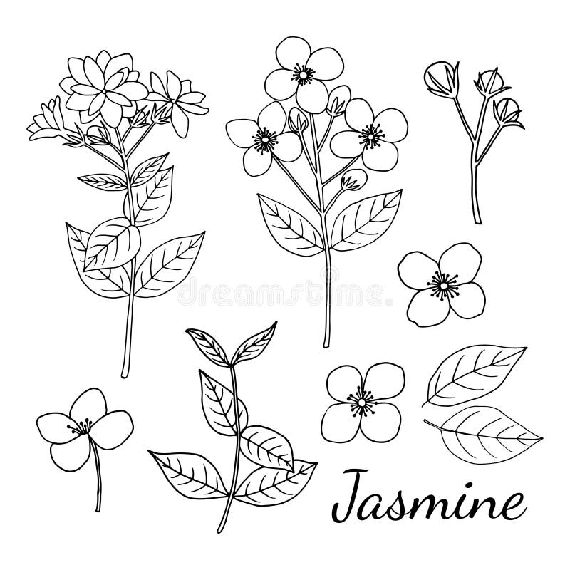 Flower Jasmine Buds Vector Stock Illustrations – 142 Flower Jasmine ...