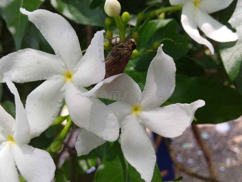 Jasmine White Flower with Brown Butterfly in India Stock Image Image
