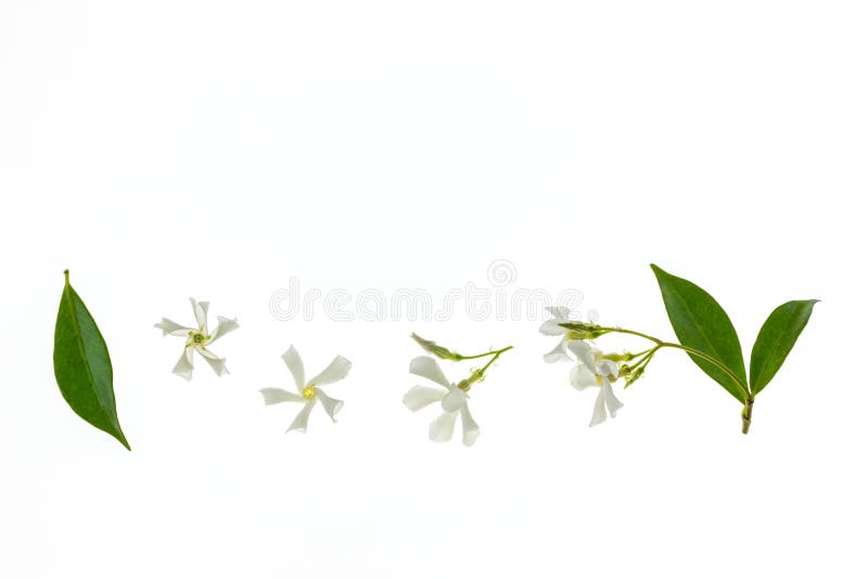 Closeup of jasmine green tea in teabag with star jasmine flowers in bloom isolated on white background. Closeup of jasmine green tea in teabag with star jasmine flowers in bloom isolated on white background