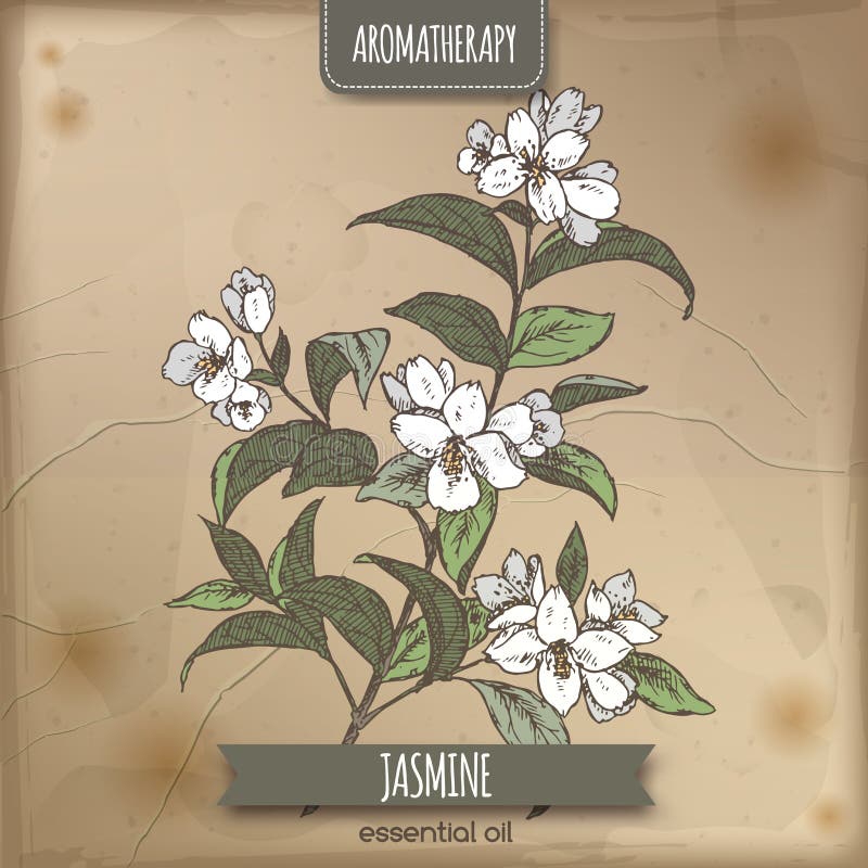 Jasminfärg skissar på tappningpapper vektor illustrationer Jasminfärg skissar på tappningpapper vektor illustrationer