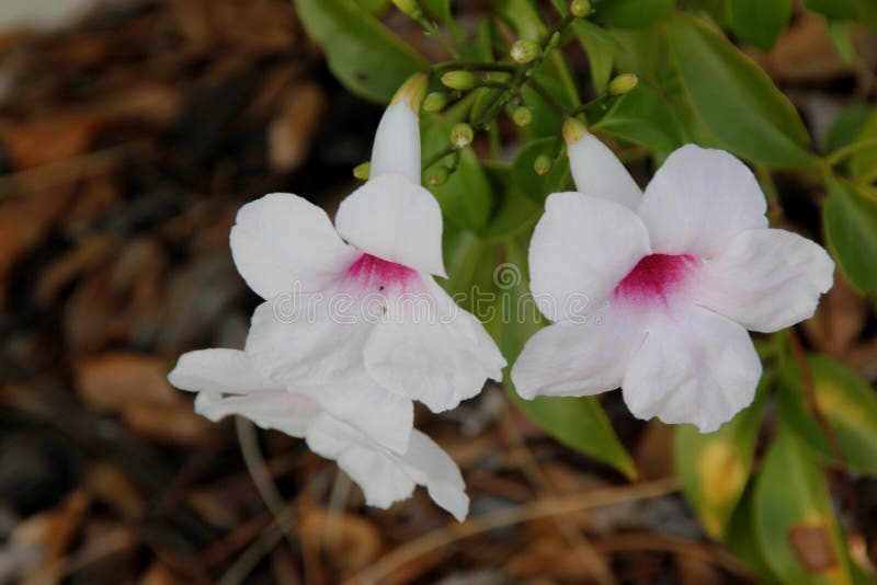 Jasminoides de Pandorea, Bower da beleza, videira de Bower foto de stock Jasminoides de Pandorea, Bower da beleza, videira de Bower foto de stock