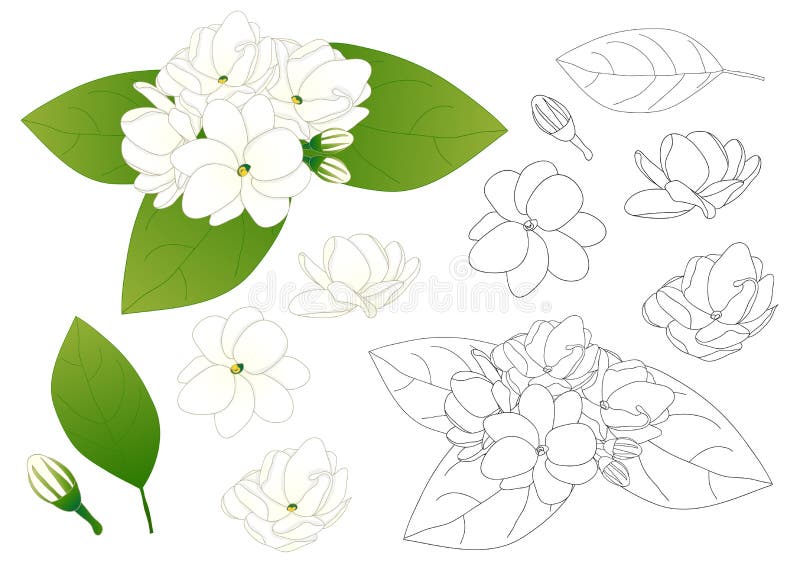 Arabian Jasmine, Jasmine, Mogra, Sampaguita, Plant, Motia, Sambac, Flower,  Scented, Jasmin, png | PNGWing