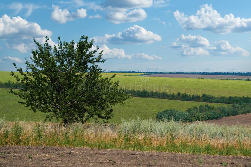 Jasne i piękne letnie pola krajobrazowe i niebo fotografia stock