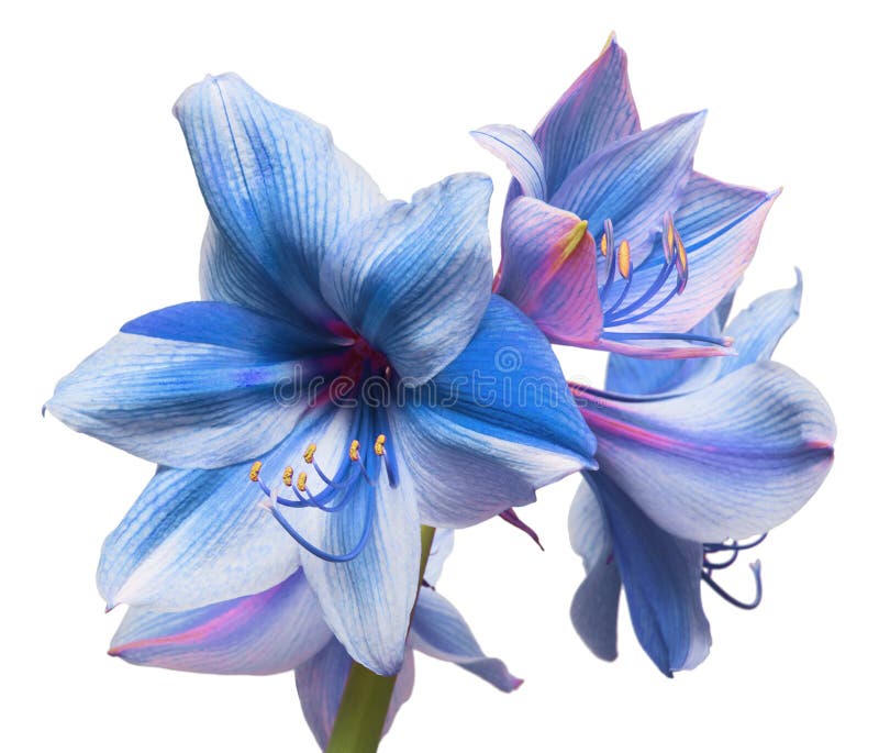 Light blue flower bouquet amaryllis isolated on a white background. Macro, flora, for design. Flowerhead. Flat lay, top view. Hippeastrum Gervase. Light blue flower bouquet amaryllis isolated on a white background. Macro, flora, for design. Flowerhead. Flat lay, top view. Hippeastrum Gervase