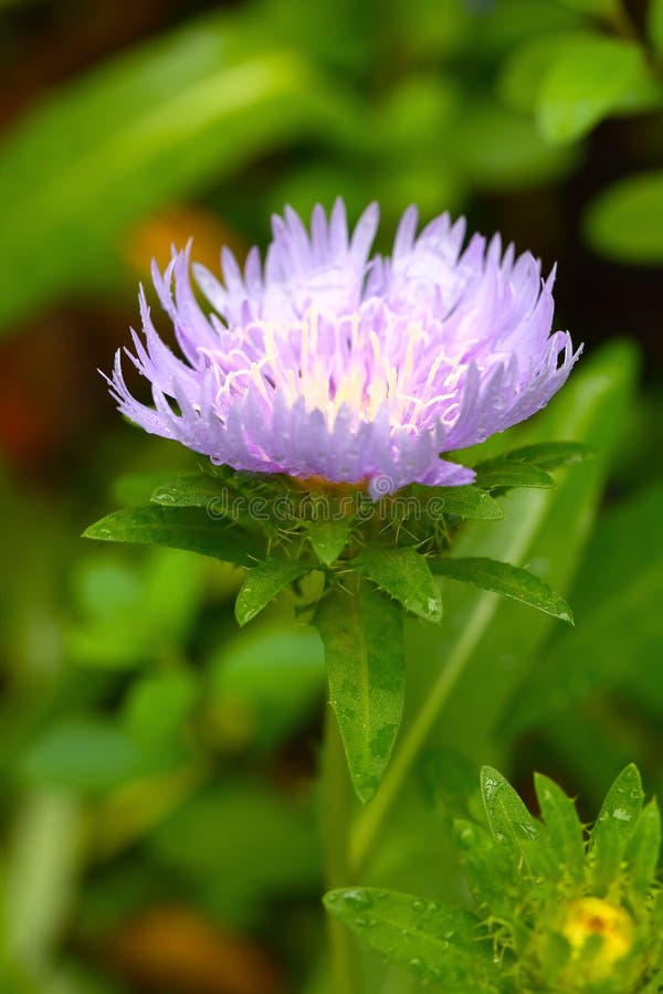 Jasnoniebieski purpurowy kwiat Stokesia laevis po deszczu obraz royalty free