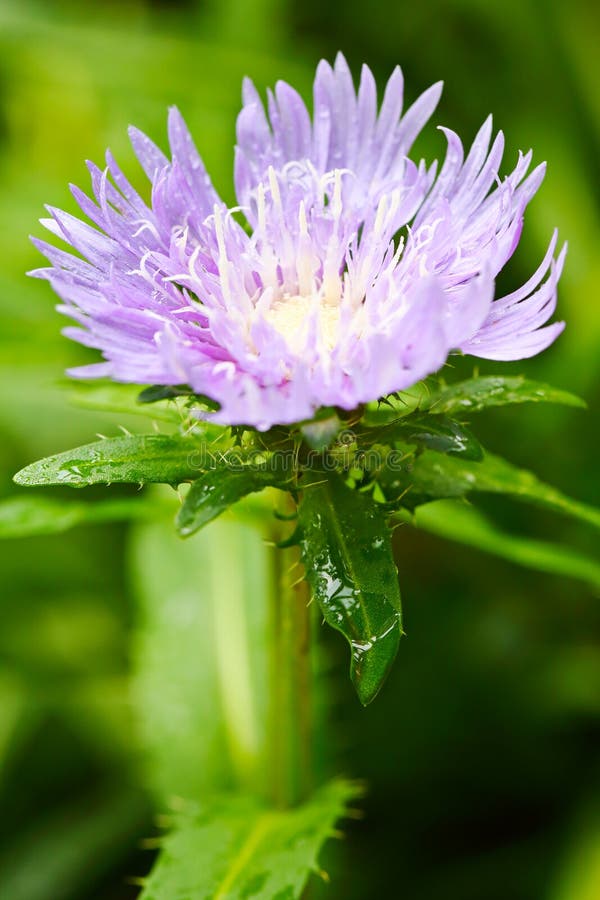 Jasnoniebieski purpurowy kwiat Stokesia laevis po deszczu obrazy stock