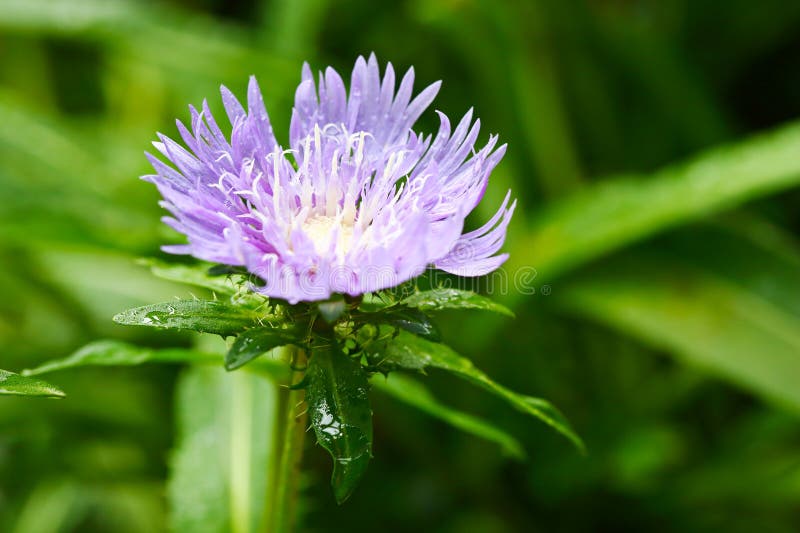 Jasnoniebieski purpurowy kwiat Stokesia laevis obraz stock