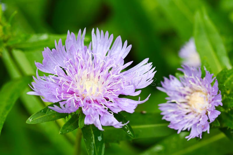 Jasnoniebieskie fioletowe kwiaty Stokesia laevis fotografia stock