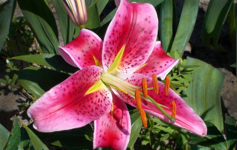 Beautiful bright pink Lily flower of Stargazer cultivar on green leaves background in bright sunshine in the garden. Oriental hybrid. Beautiful bright pink Lily flower of Stargazer cultivar on green leaves background in bright sunshine in the garden. Oriental hybrid