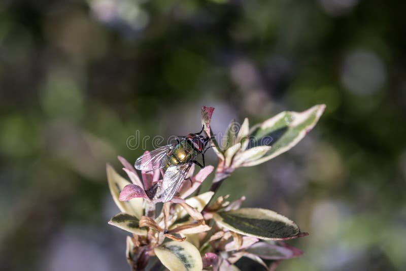 Jasny metaliczny Greenbutelka Flies Genus Lucilia na kwiacie fotografia royalty free Jasny metaliczny Greenbutelka Flies Genus Lucilia na kwiacie fotografia royalty free